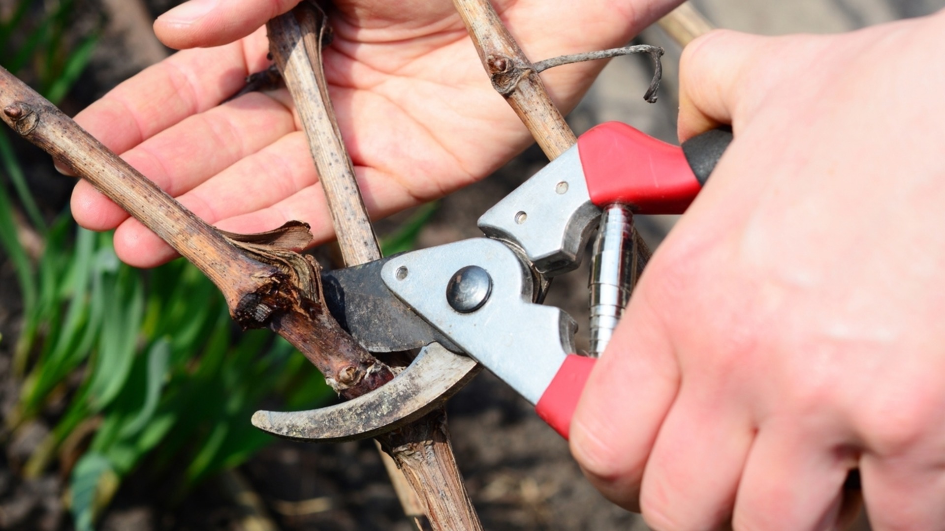 Обрезайте эти растения в январе, чтобы весной сад был более здоровым и ярким.