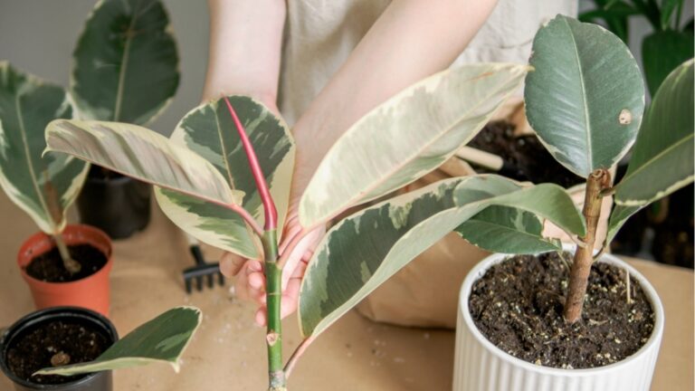 Фикус зимой: как предотвратить опадание листьев