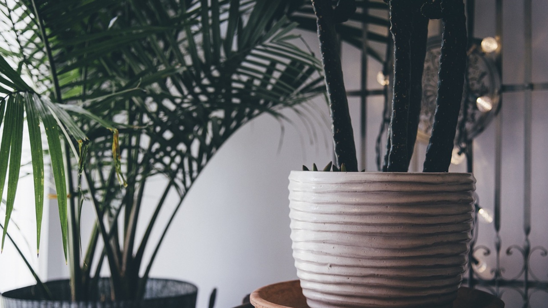 Как создать более теплый микроклимат для комнатных растений