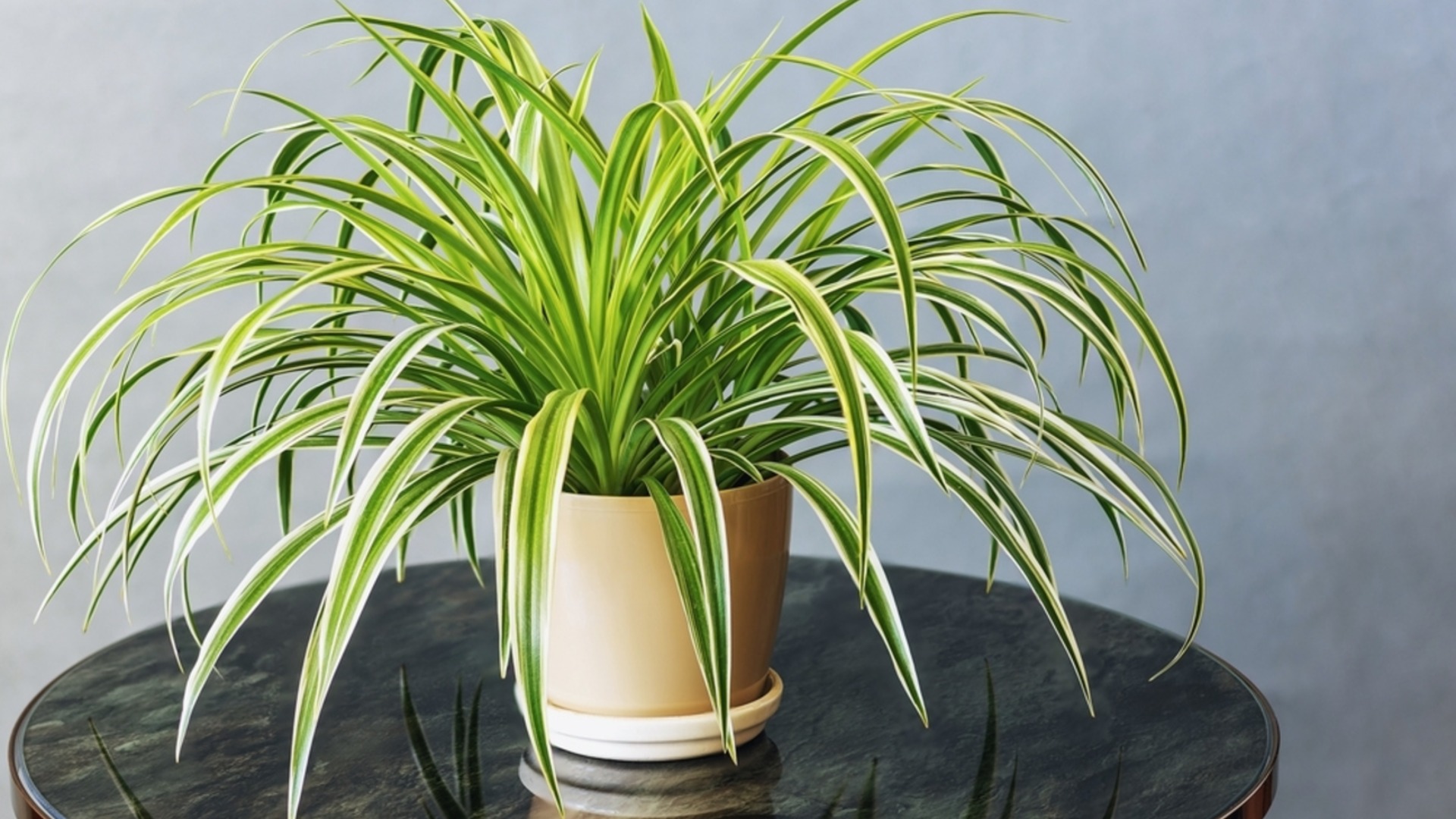 Лучшее удобрение для растения-паука