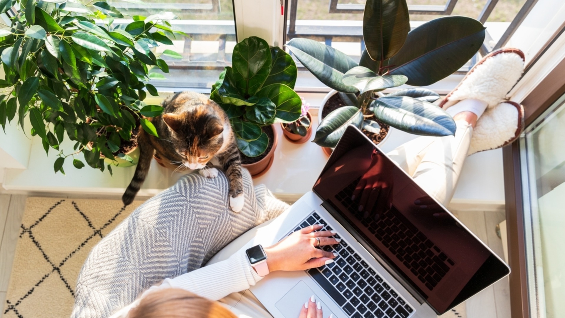 Эти комнатные растения лучше всего подходят для вашего дома зимой.