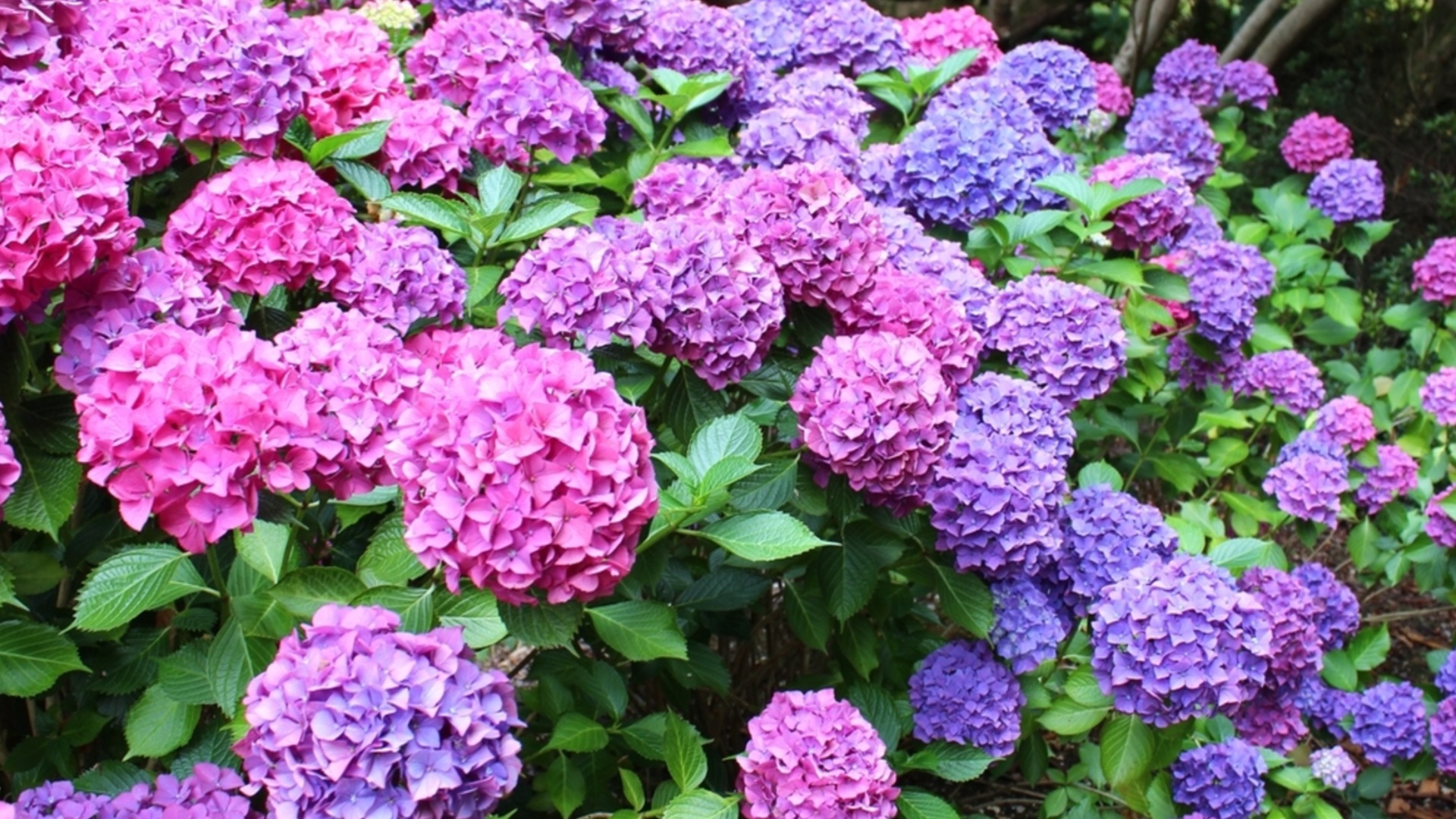 Ошибки, которые вы допускаете при посадке гортензий