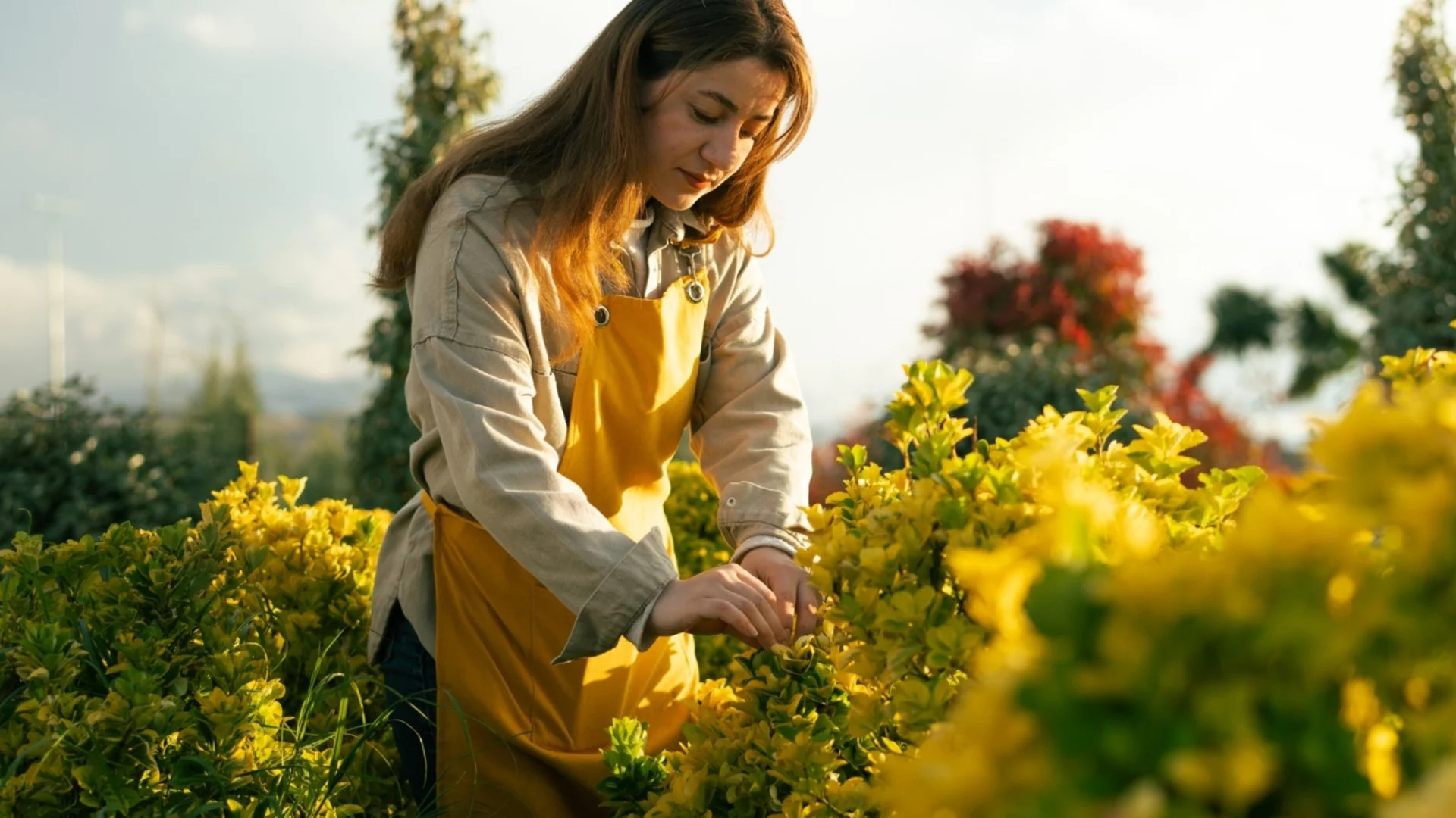 Размножение форзиции черенками: сейчас лучшее время для укоренения