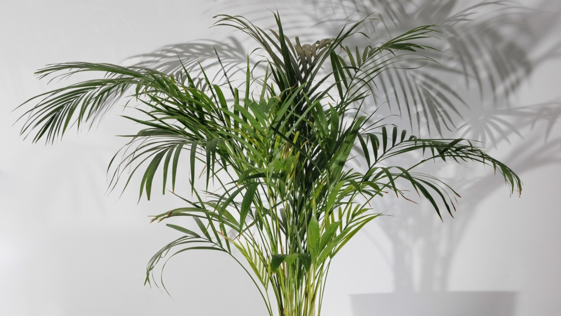 Верные признаки того, что пришло время пересадить пальму