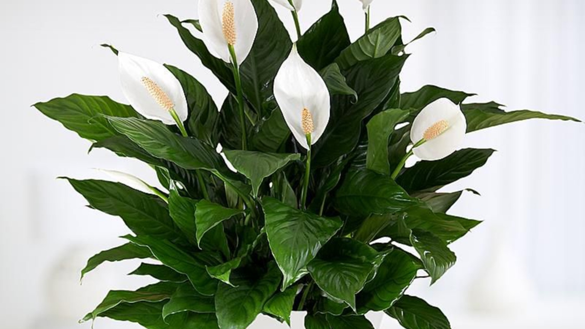 Это единственный правильный способ размножения мирной лилии.