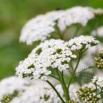 Растение, которое следует выращивать зимой, чтобы привлечь опылителей весной