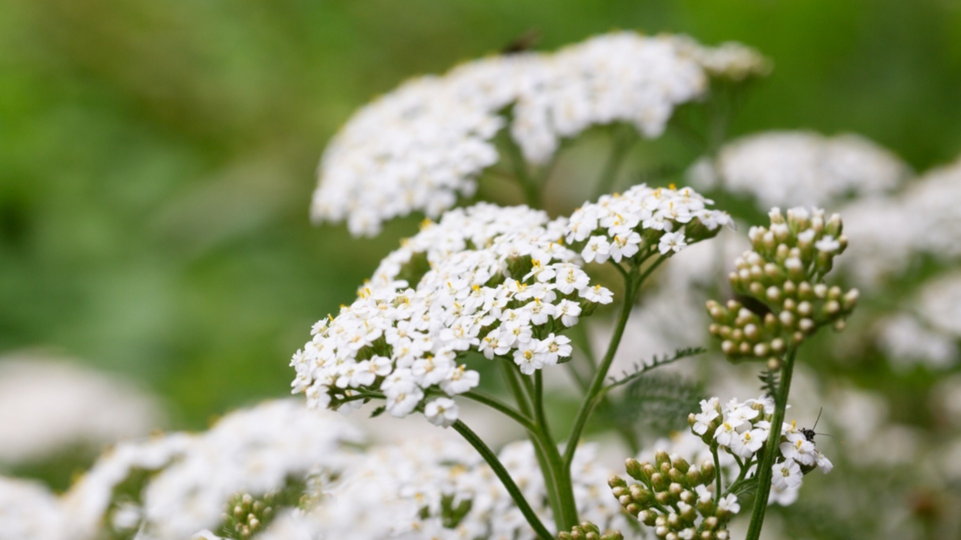 Растение, которое следует выращивать зимой, чтобы привлечь опылителей весной