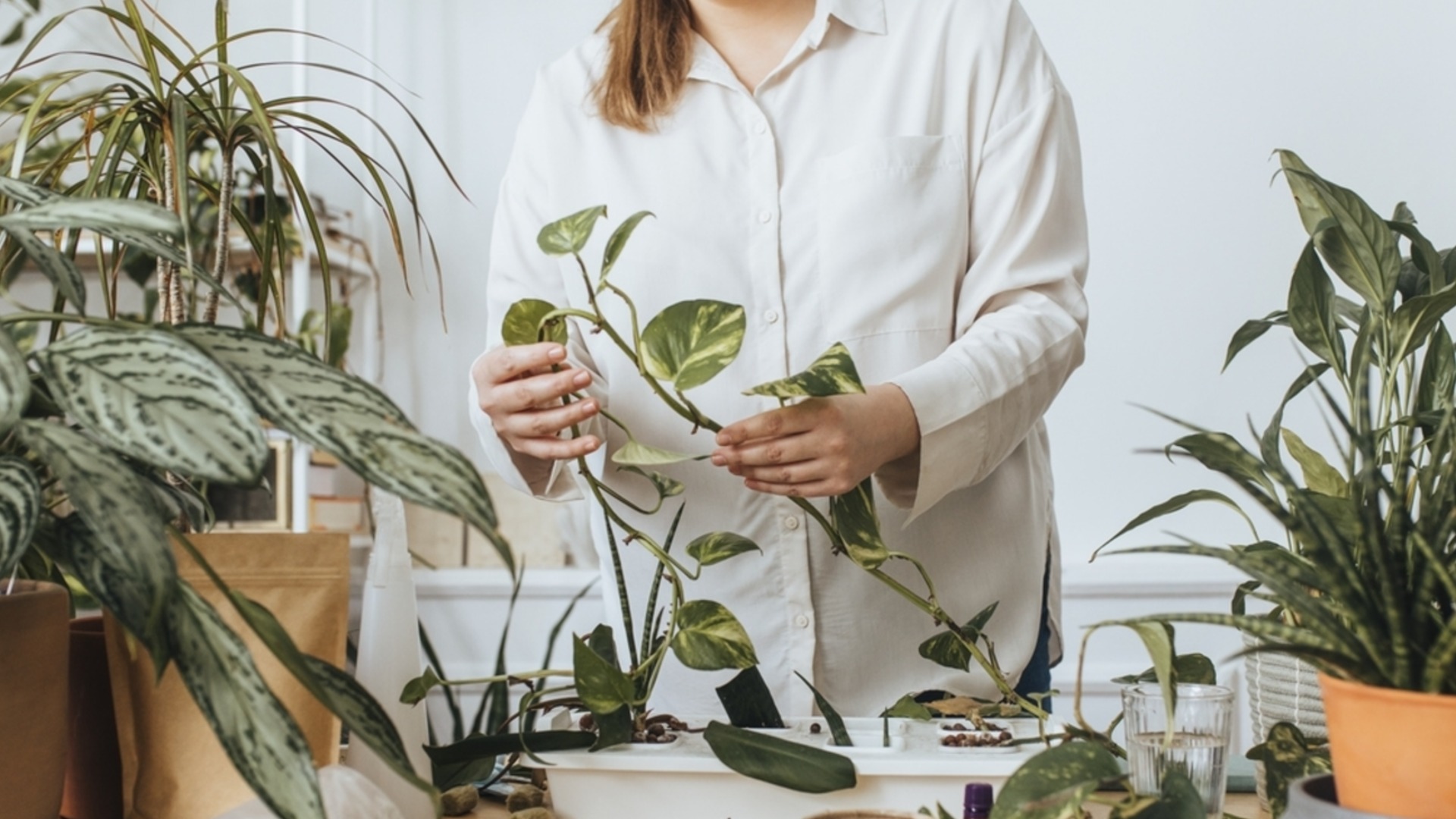 Как повысить влажность растений зимой