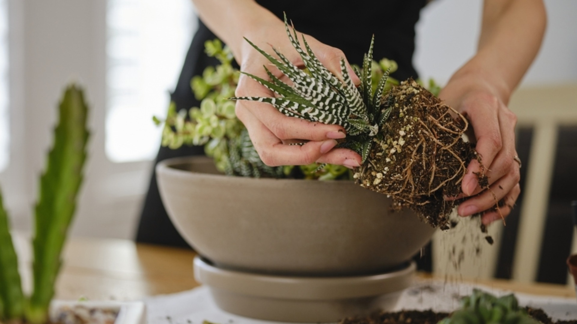 Как часто удобрять комнатные растения