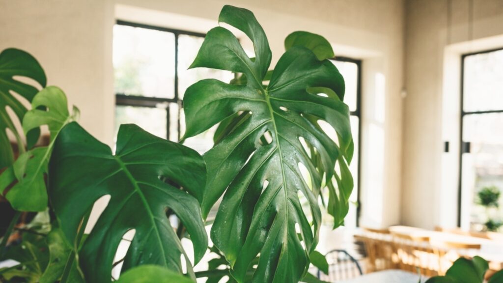 Современные комнатные растения с большими листьями