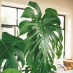 Современные комнатные растения с большими листьями