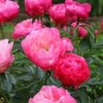 Как размножать пионы