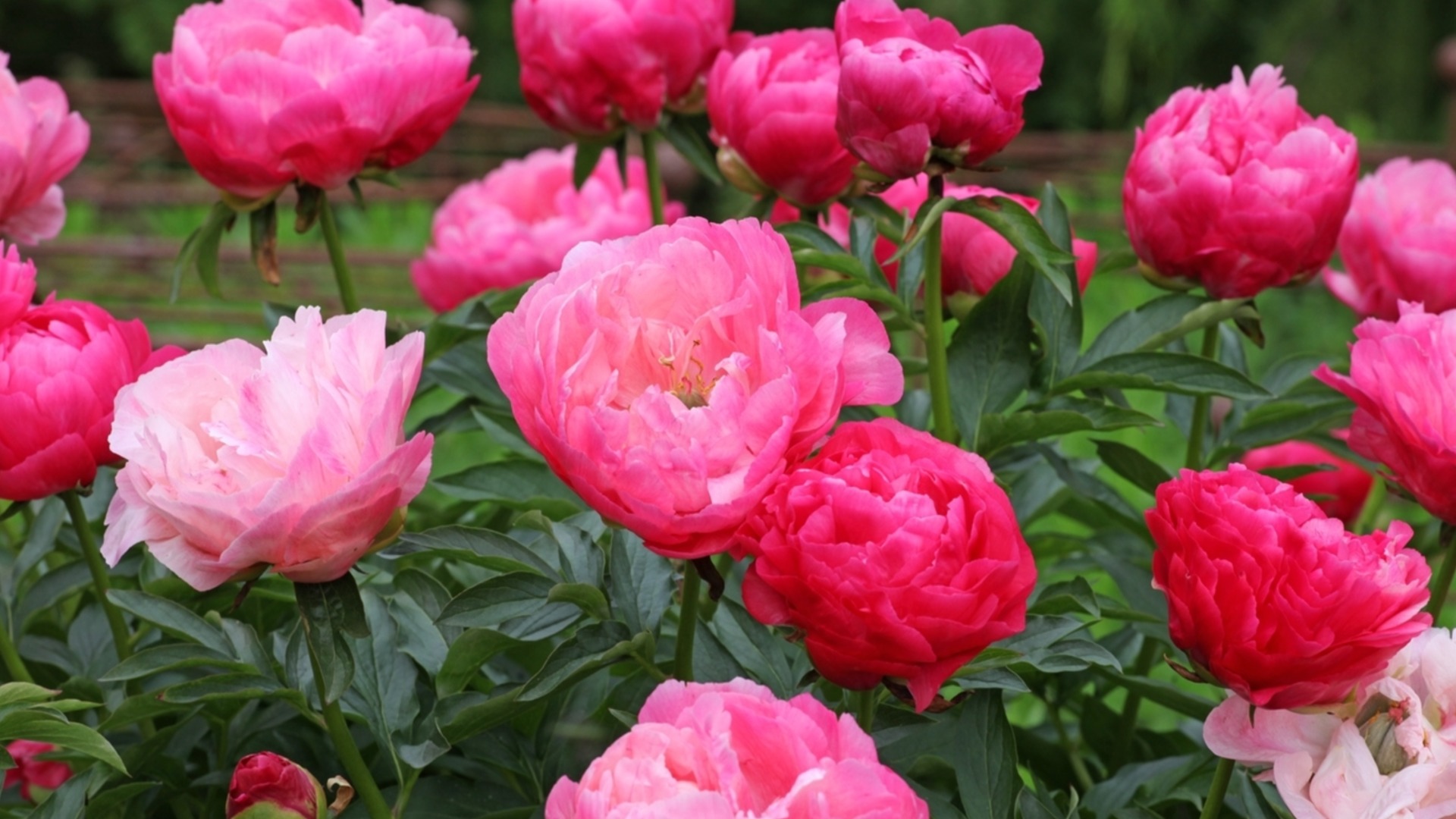 Как размножать пионы