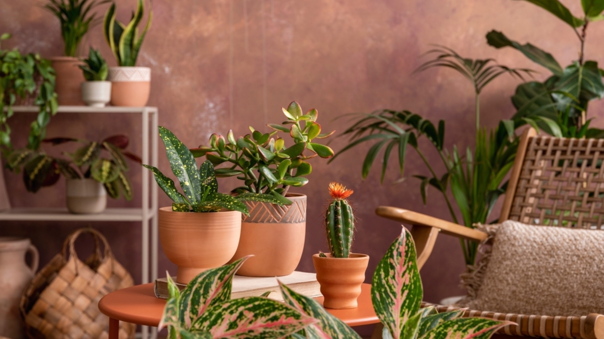 Лучшие типы горшков, способствующие росту, энергии и стабильности по фен-шуй