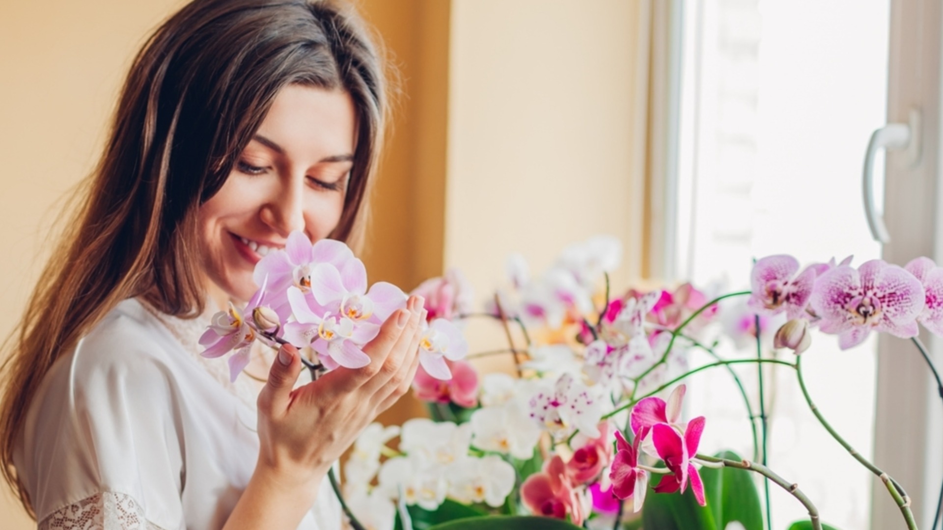 Топ-5 лучших комнатных растений для очистки воздуха