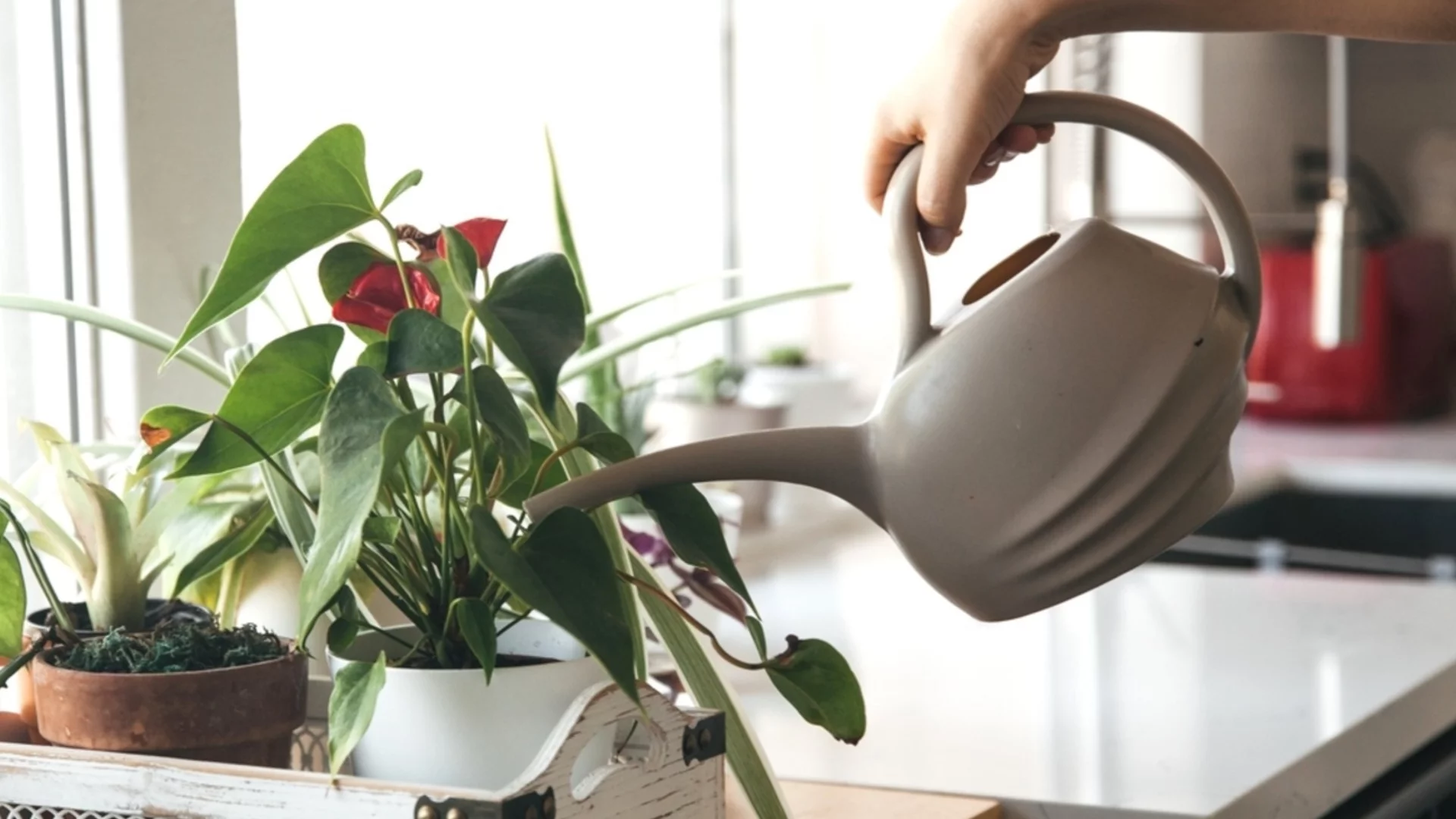 Можно ли использовать водопроводную воду для комнатных растений?