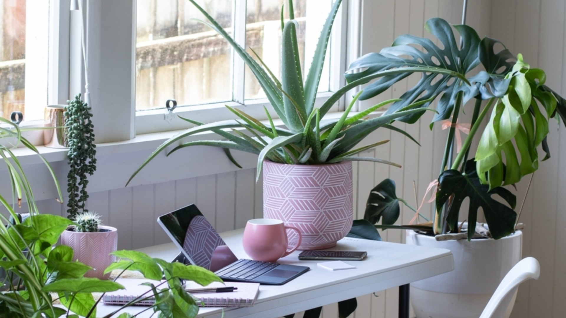 Популярные комнатные растения, которые на самом деле токсичны для собак