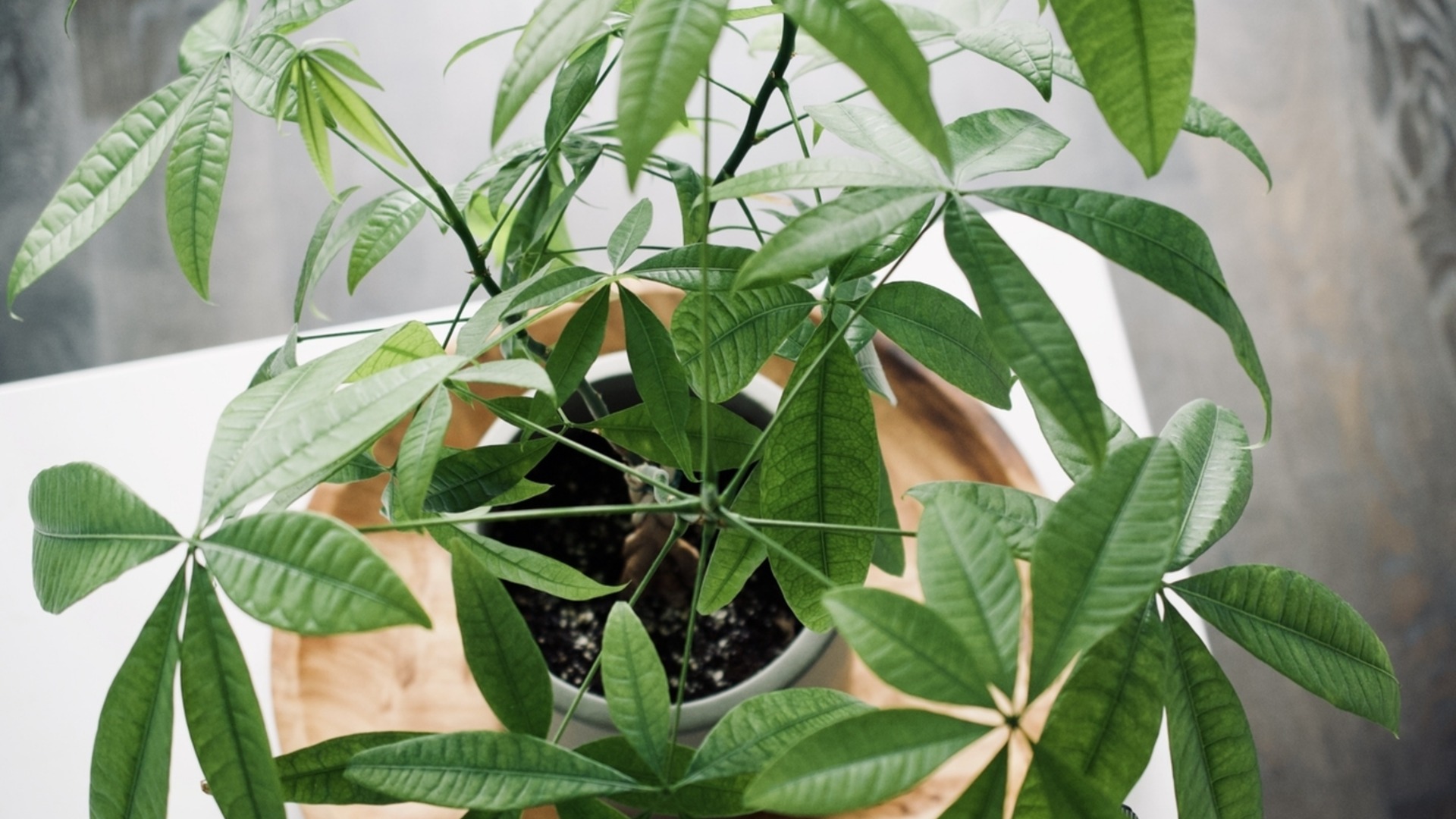 Это единственный правильный способ обрезать денежное дерево.