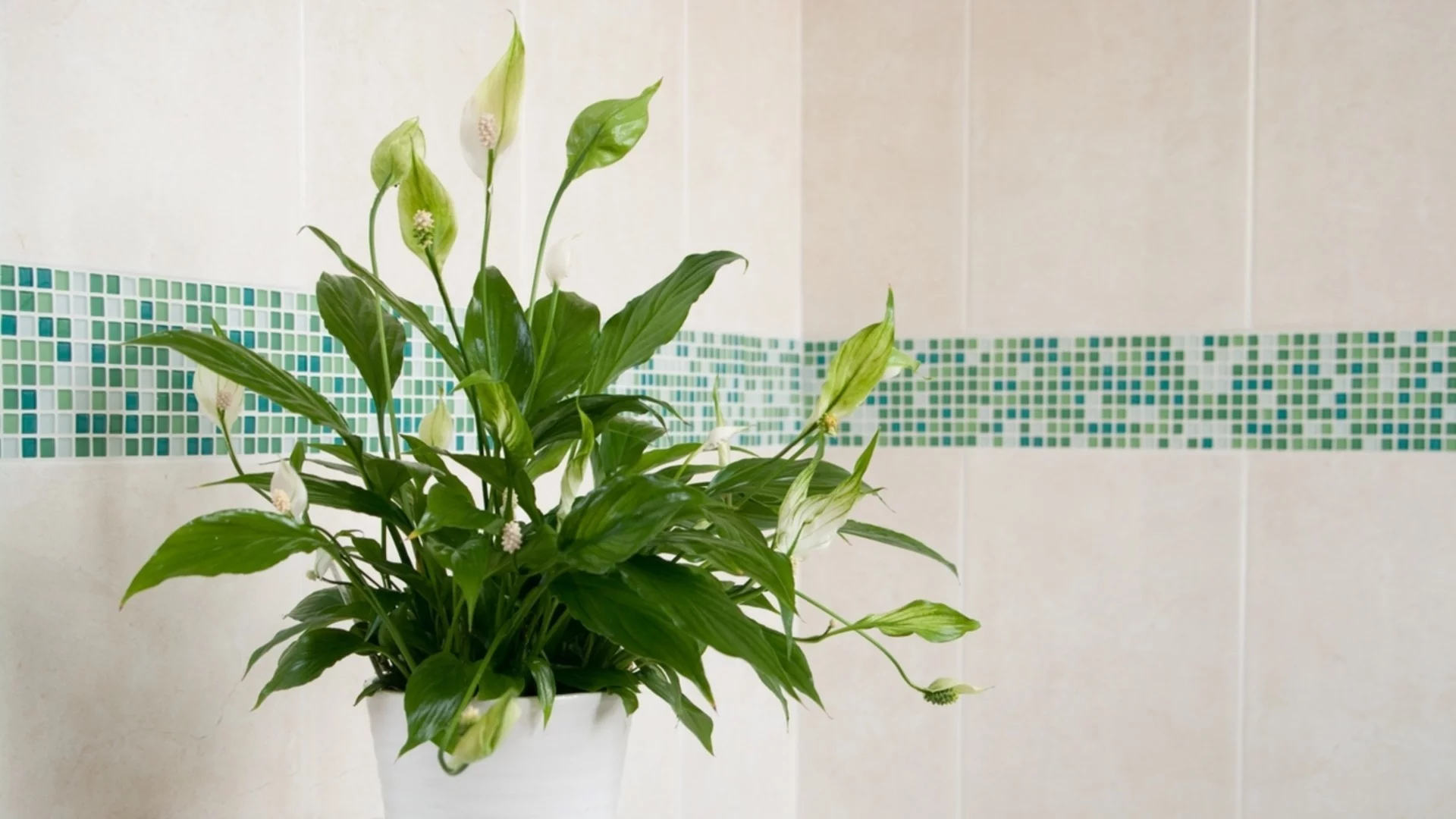 Как часто следует поливать мирную лилию?