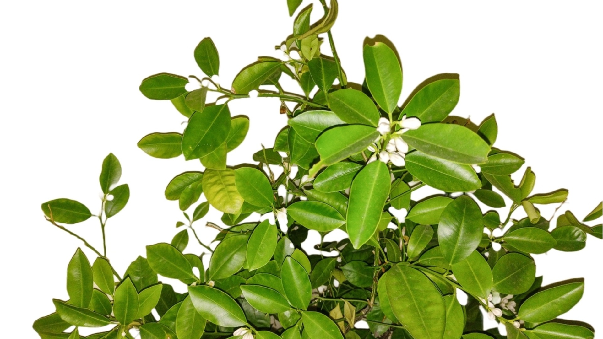 Ароматное цитрусовое дерево с красивыми зимними цветами, которые можно выращивать в контейнерах.