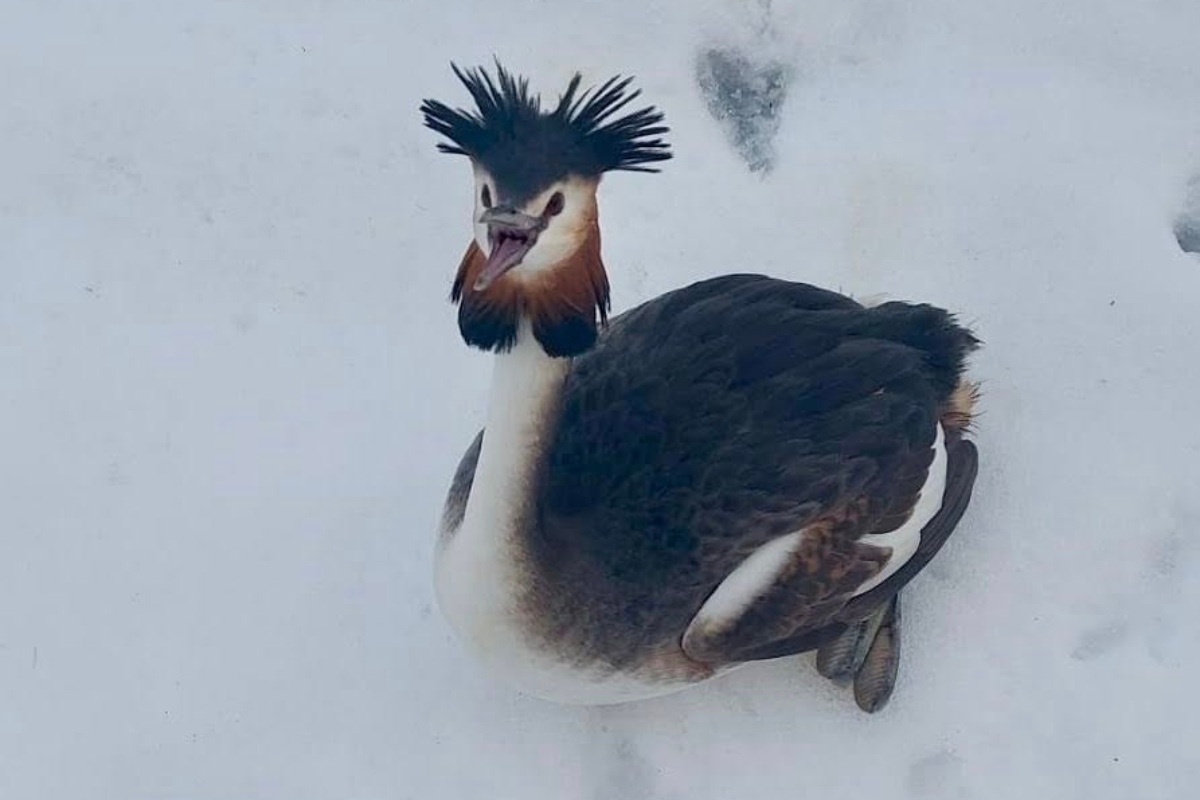 Редкая птица, найденная в Бухаресте, странность природы. Почему