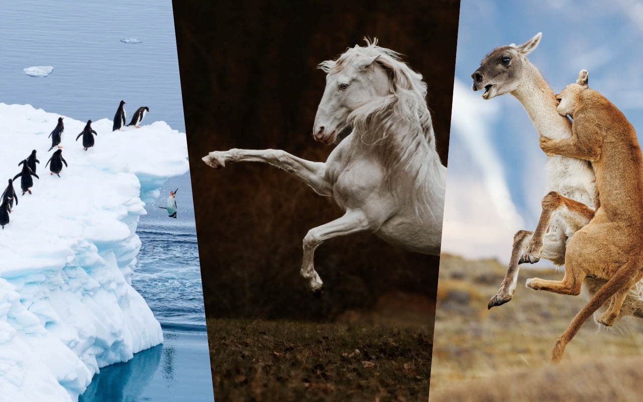 самые впечатляющие моменты, запечатленные на церемонии Sony World Photography Awards 2026