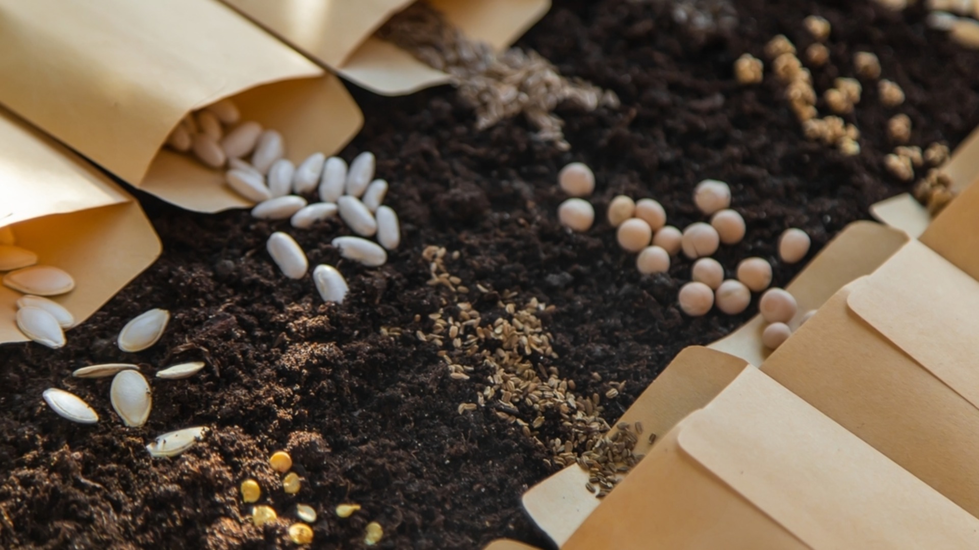 Натуральный «отвар» для обработки семян – ваша рассада станет уникальной!