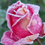 Как спасти растения после заморозков