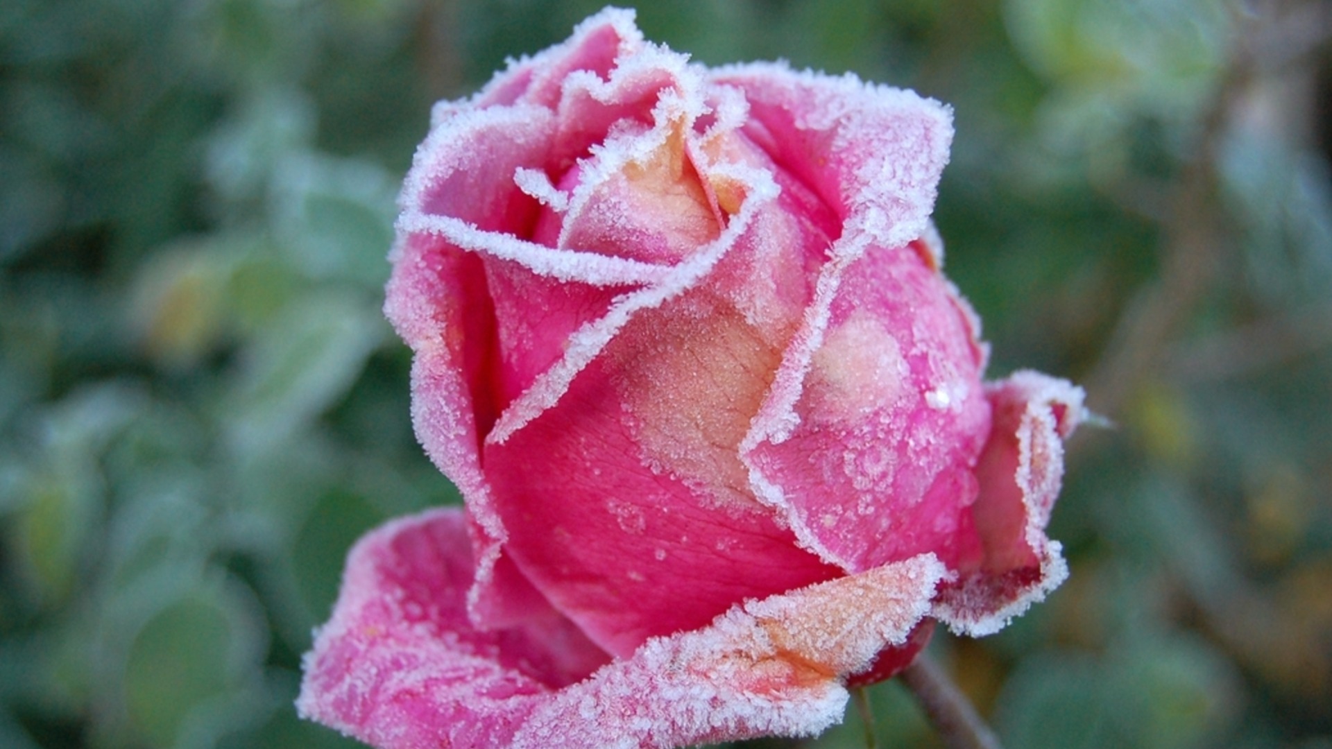 Как спасти растения после заморозков