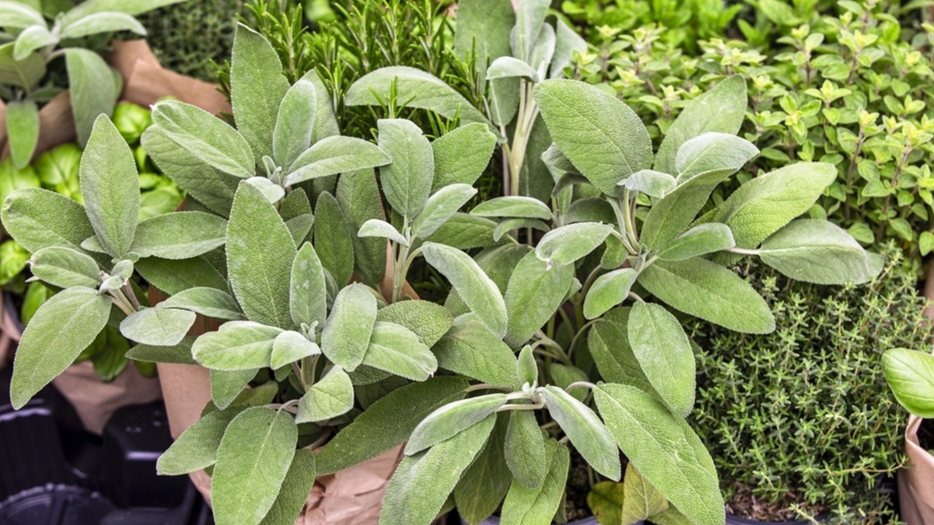 Как посадить и вырастить шалфей