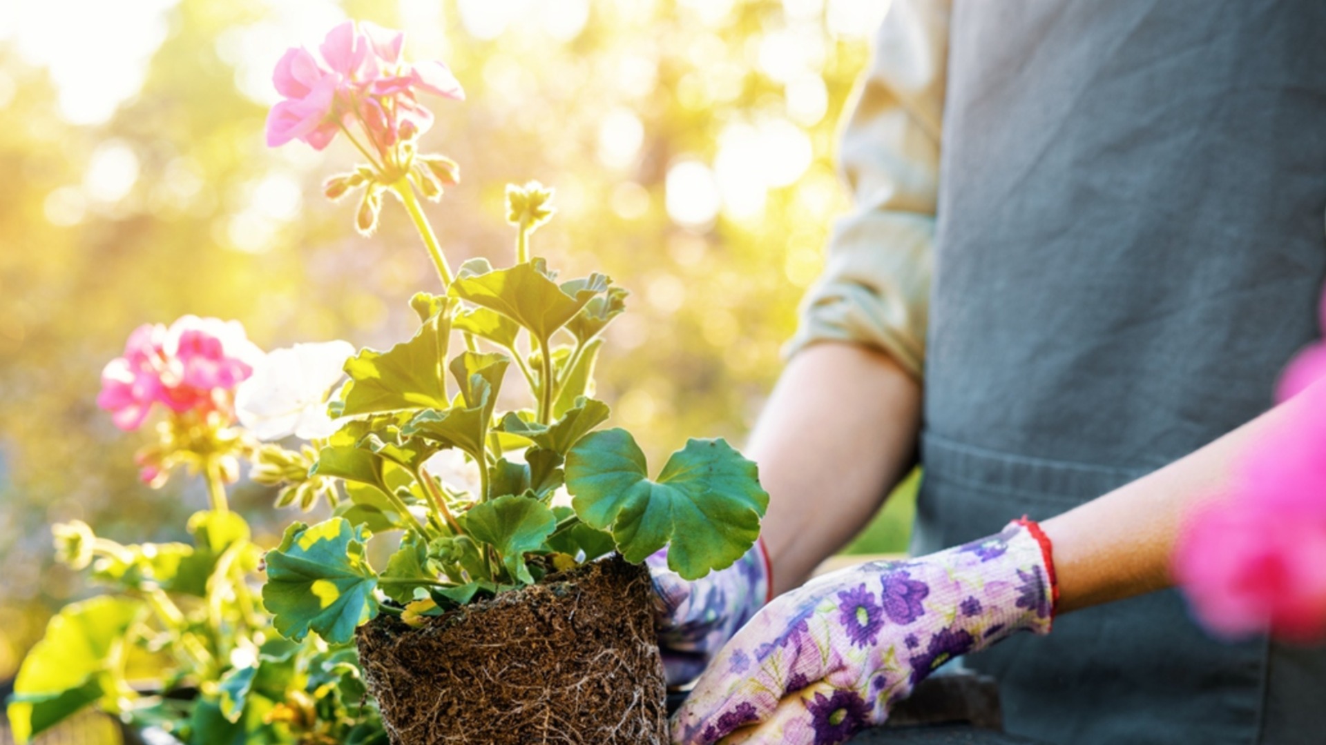 Малоизвестный способ укоренения черенков Муската – весной вас ждет пышный урожай