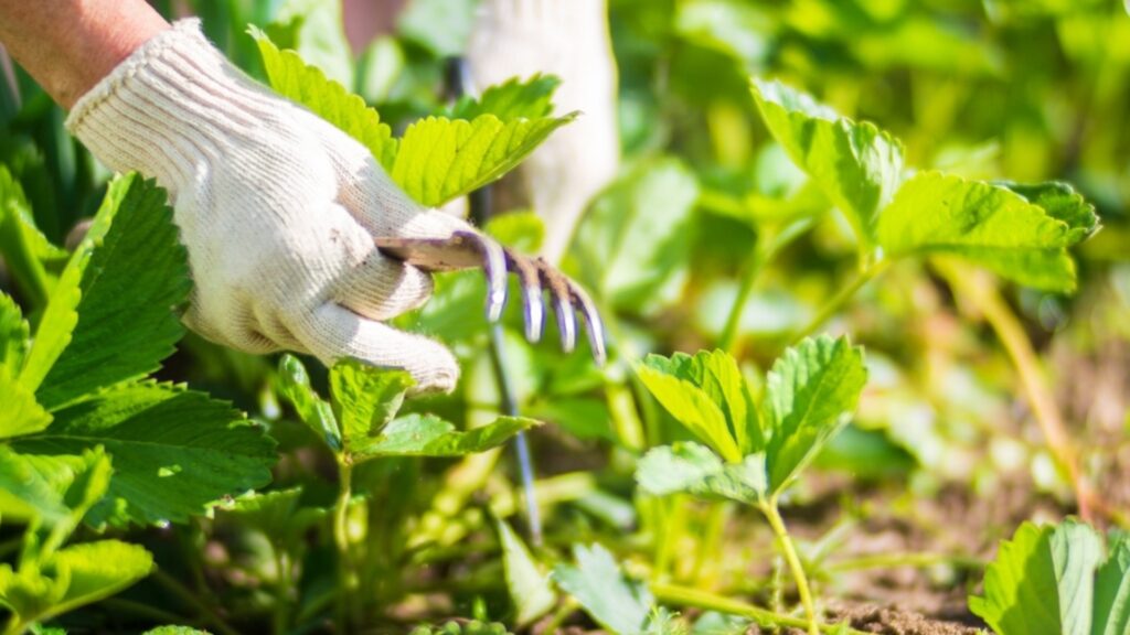 Подготовка клубники к новому сезону в марте.