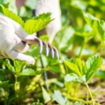 Подготовка клубники к новому сезону в марте.