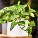 Как удобрять потос кофейной гущей для красивых листьев и пышного роста