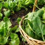 Как посеять шпинат для получения раннего весеннего урожая