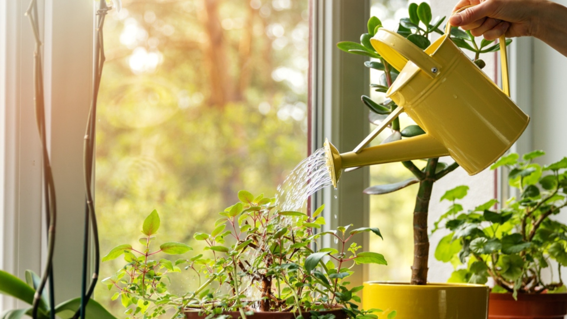 Золотые правила полива растений