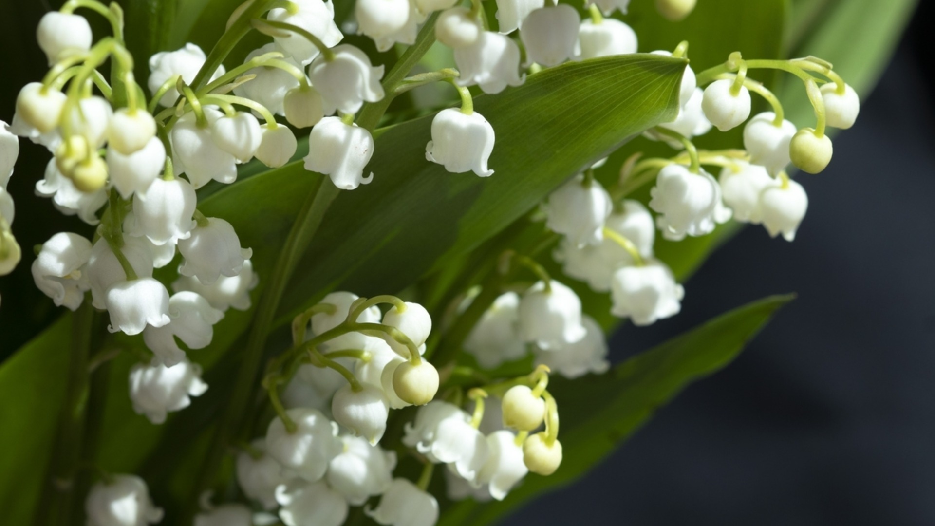 Как вырастить ландыш?