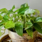 Уловки, которые сделают ваш потос процветающим