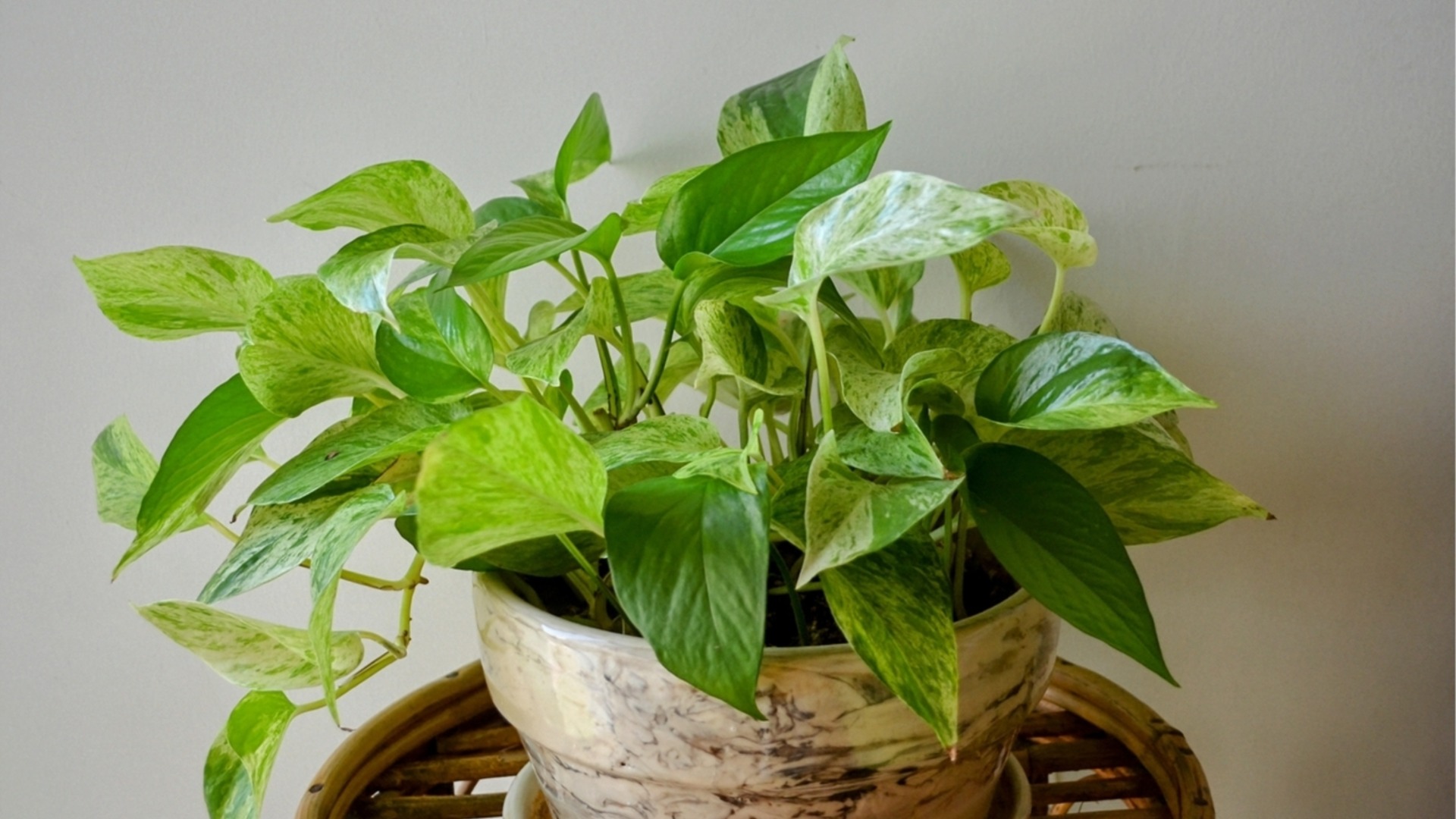 Уловки, которые сделают ваш потос процветающим