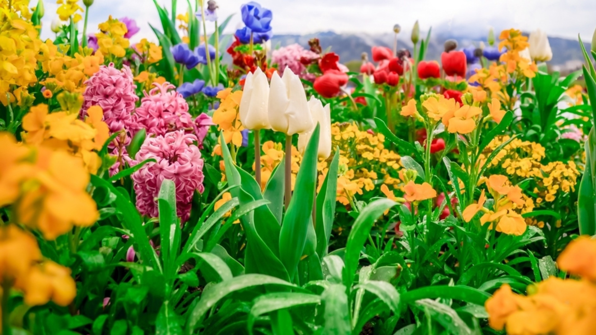 Лучшие многолетники для посадки в феврале