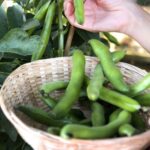 Как посадить и вырастить фасоль в позднезимнем саду