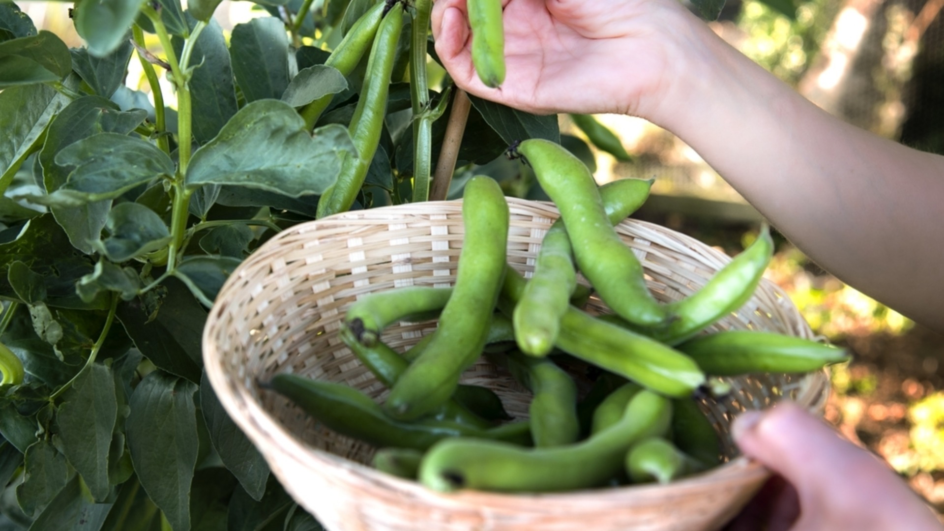 Как посадить и вырастить фасоль в позднезимнем саду