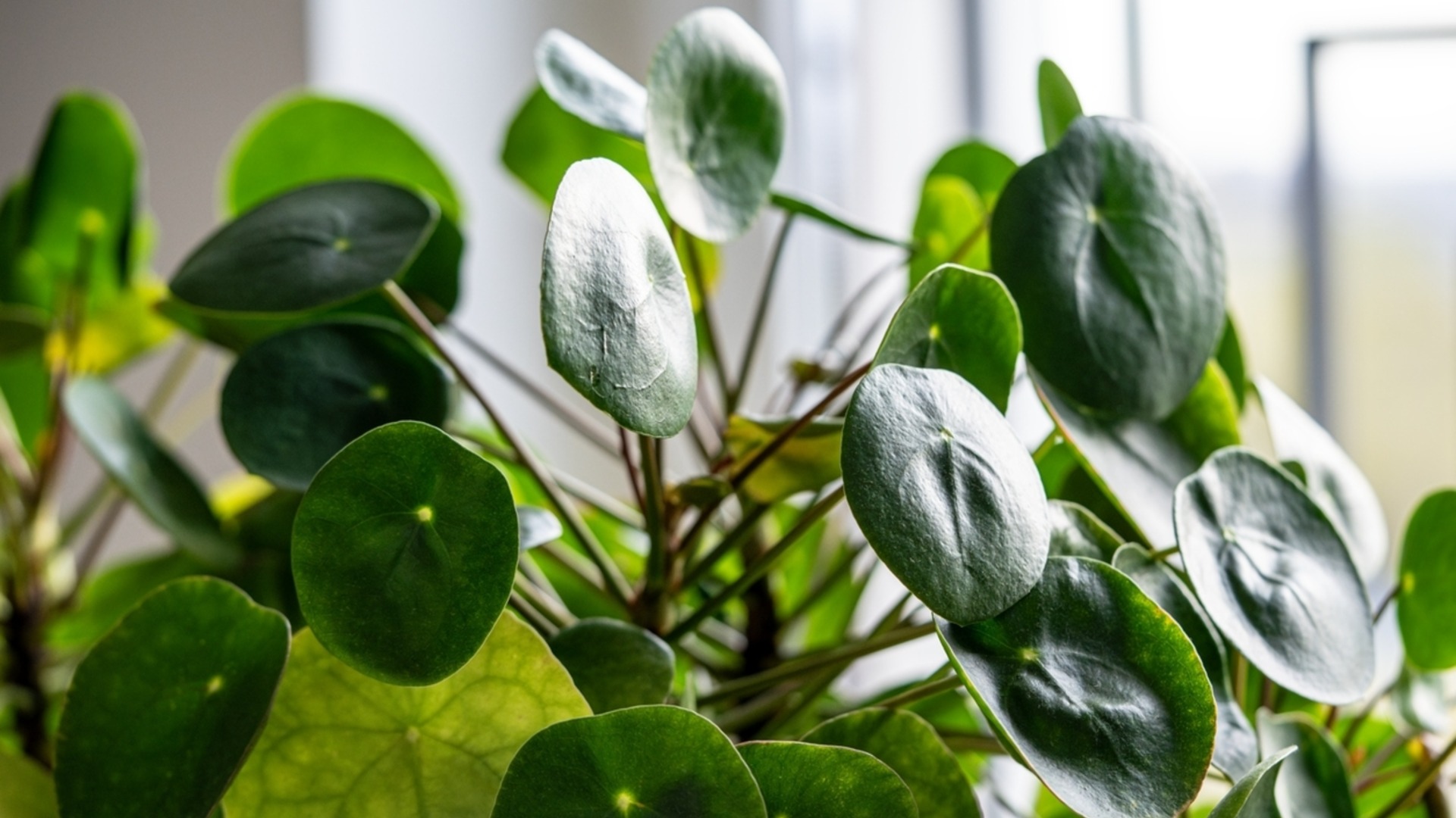 Как ухаживать за счастливым растением, чтобы оно приносило деньги в наш дом