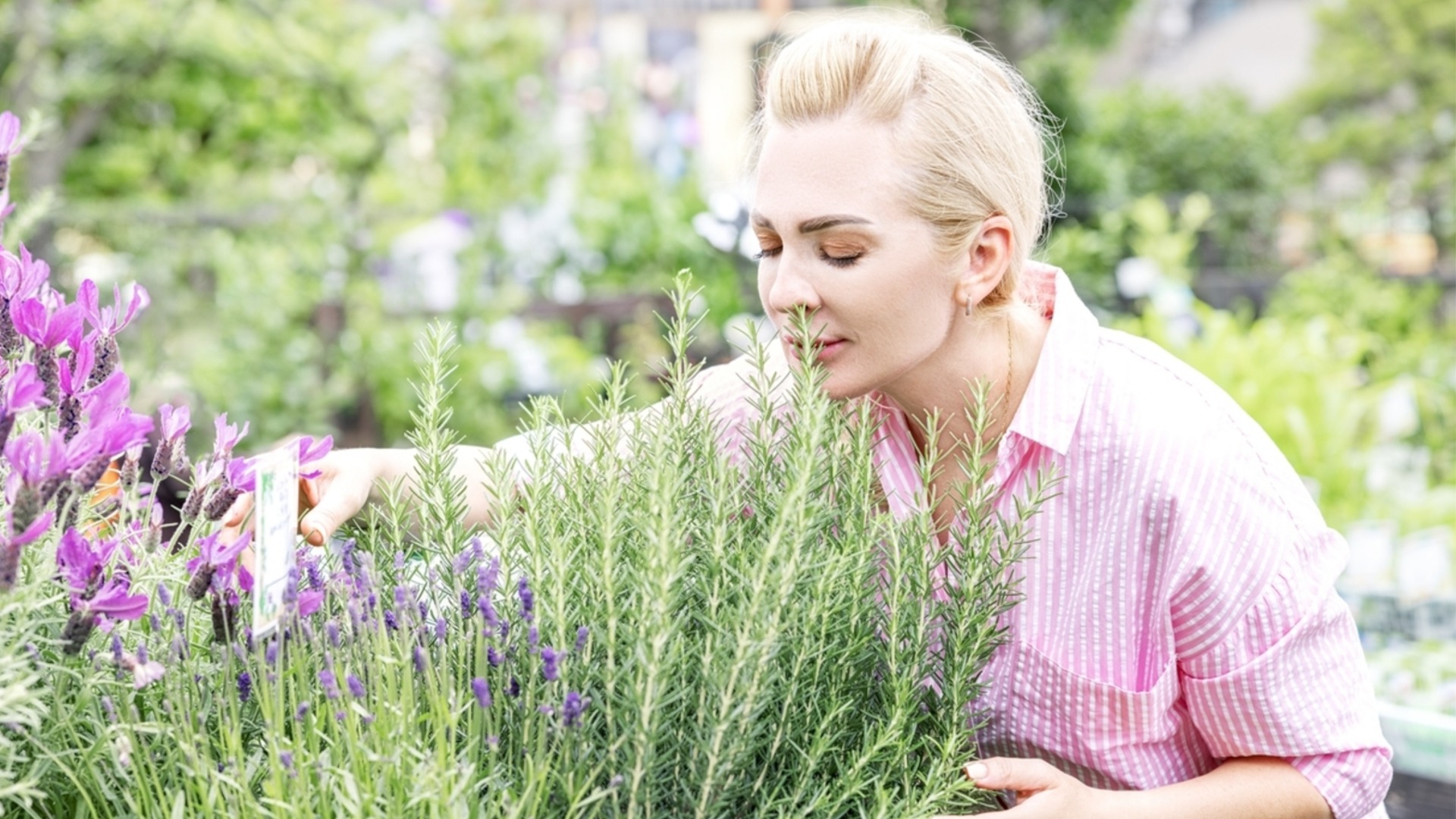 Как посадить и вырастить розмарин