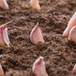 Лунный посевной календарь на март 2026 года: Когда и что сажать