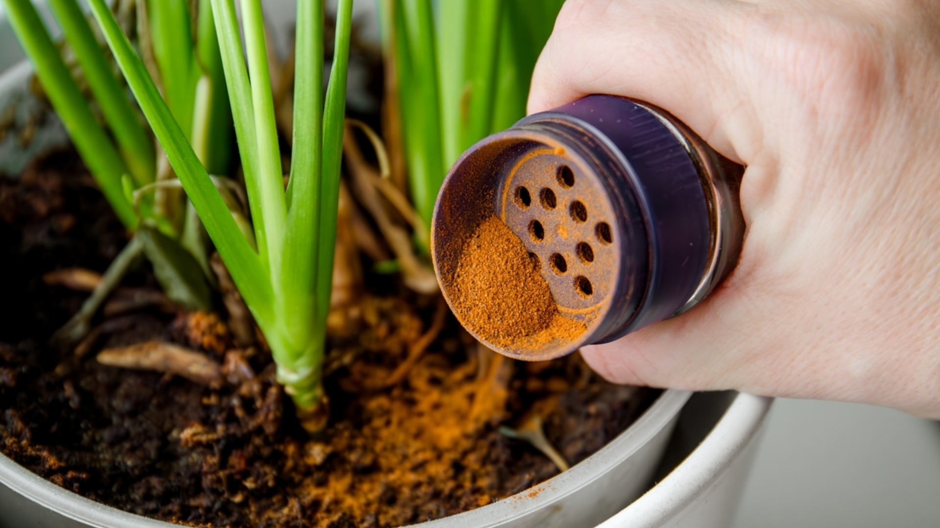 Посыпьте комнатные растения корицей и посмотрите, что произойдет.