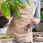 Как часто следует менять почву для комнатных растений?