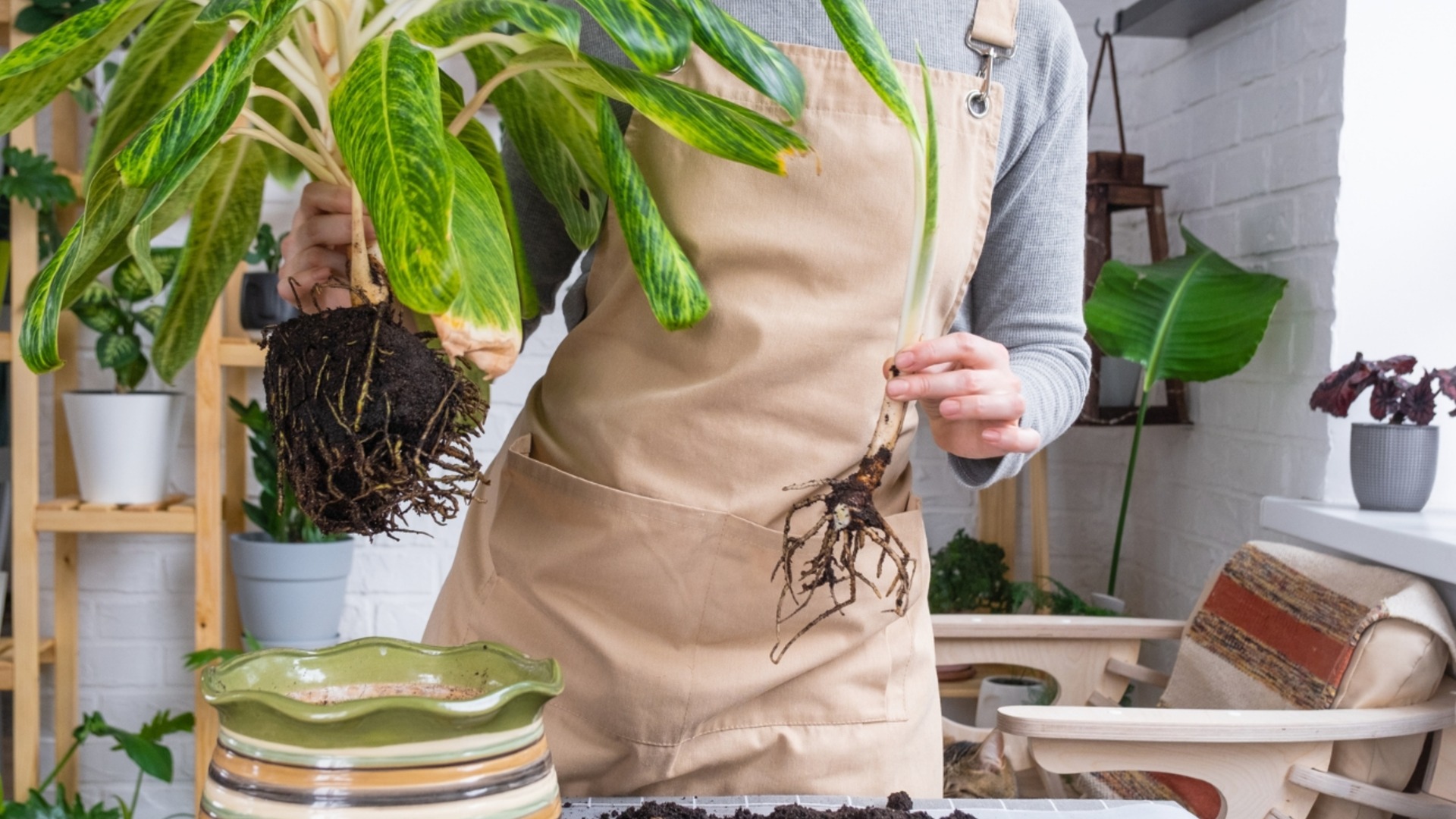 Как часто следует менять почву для комнатных растений?