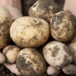 Как правильно хранить картофель