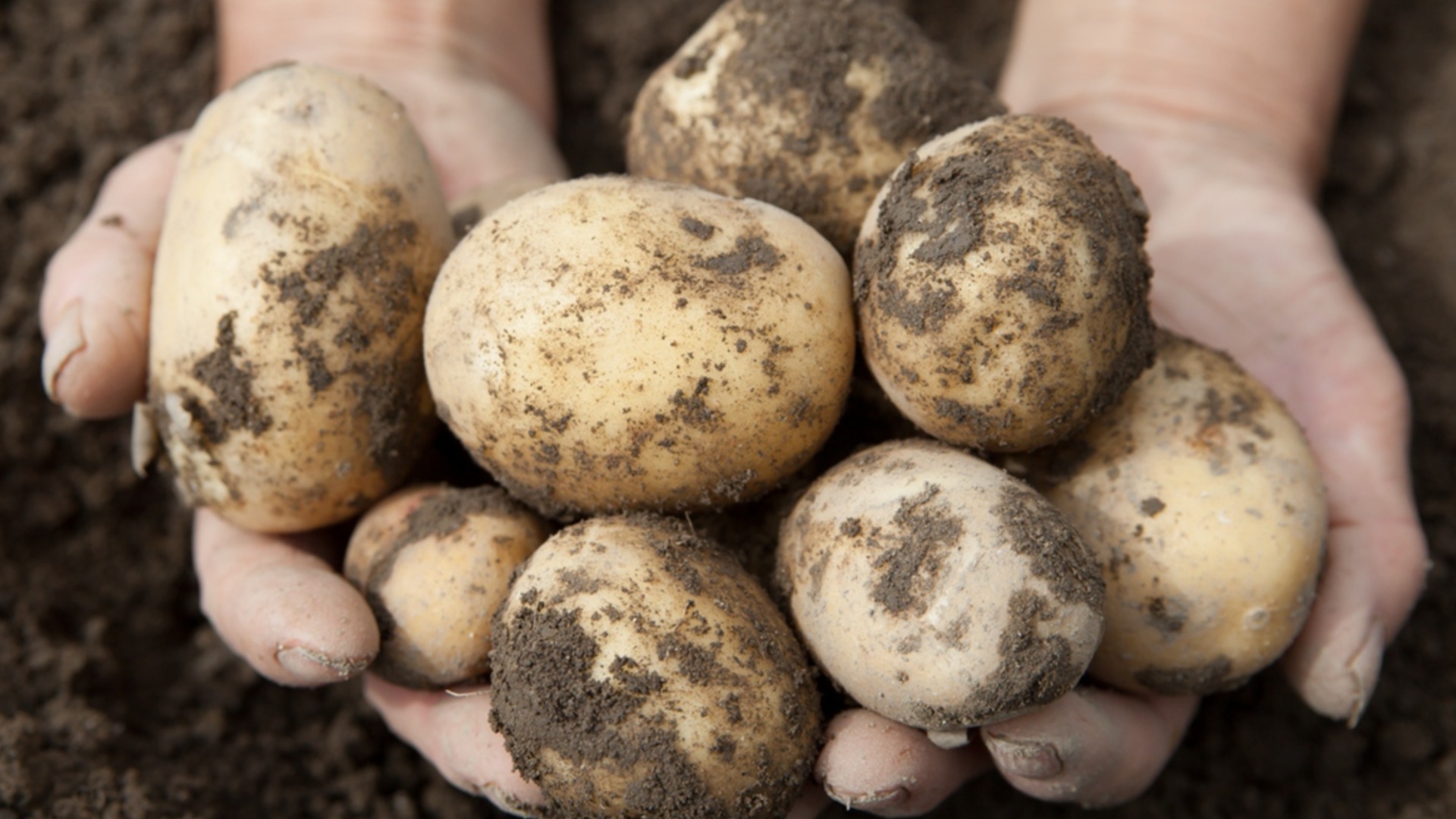 Как правильно хранить картофель